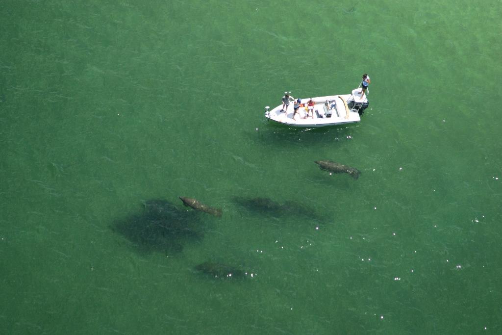 manatees